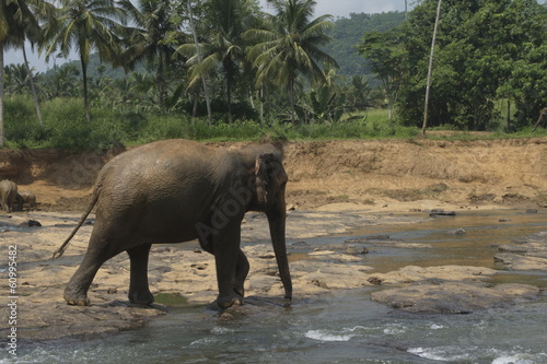 Wild big elephants playing  in water