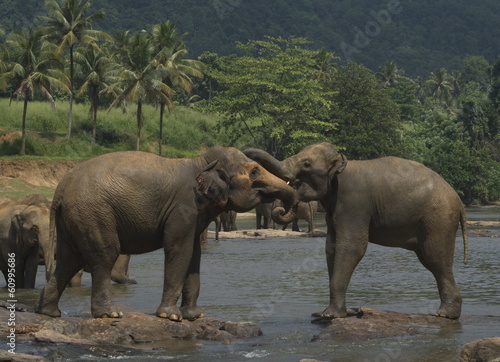 Wild big elephants playing in water