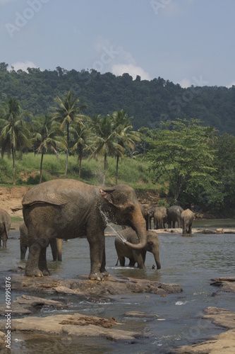 Дикие большие индийские слоны играют и плескаются  в воде