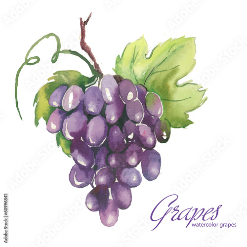 Watercolor illustrations of grapes