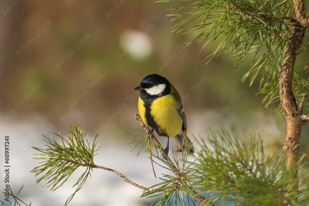 Naklejka premium Tit - Parus major