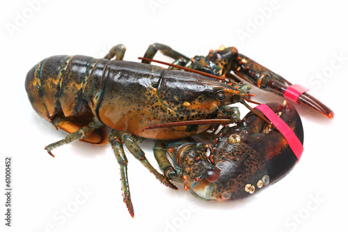 Lobster alive