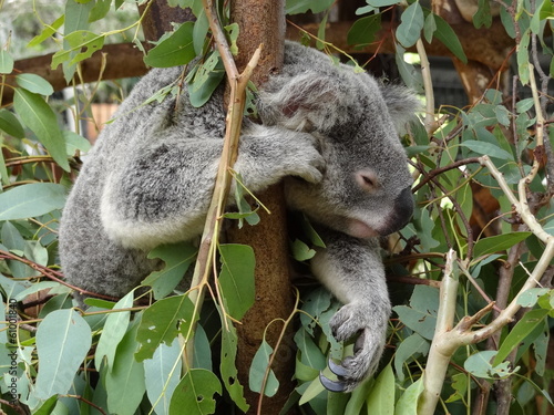 Koala in free nature in Australia