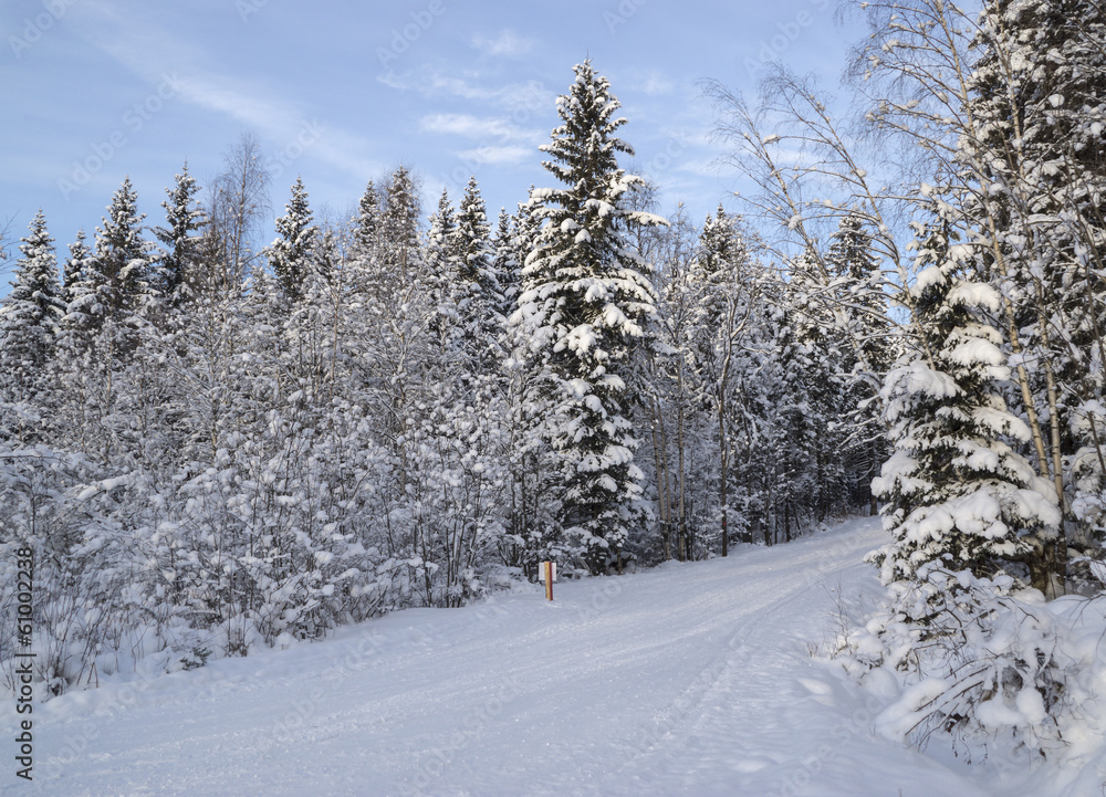 Ski track in Russian forest Ski track in Russian forest