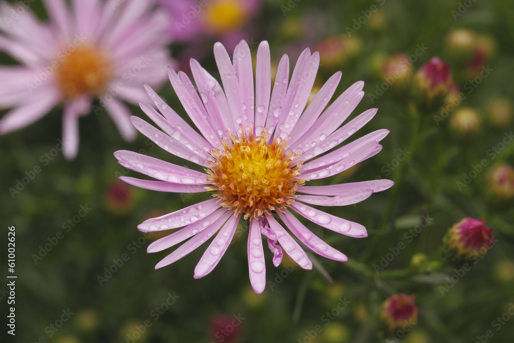 Blooming Asters Blooming Asters