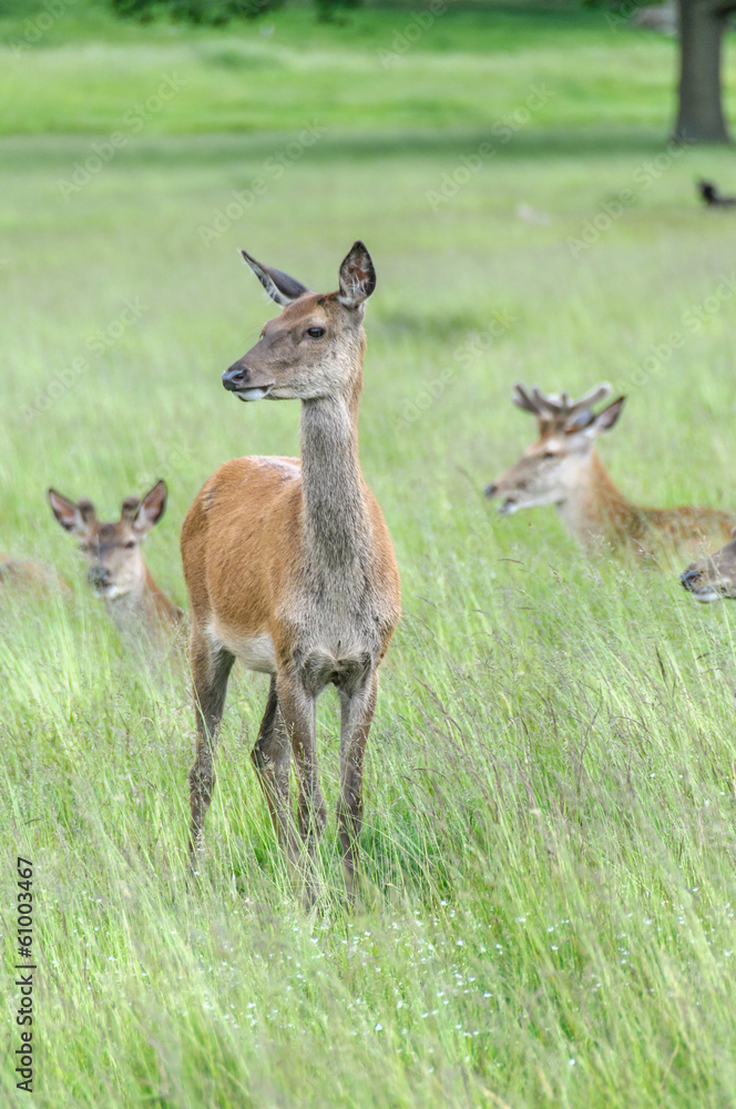 deer's standing in grass and looking deer's standing in grass and looking