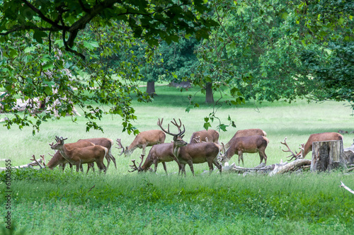group of deer's in trees