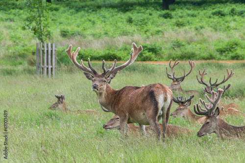 group of deer s standing and sitting in a park