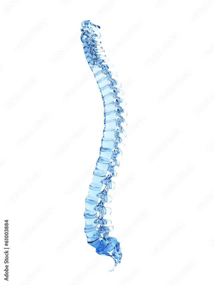 3d rendered illustration - glass spine 3d rendered illustration - glass spine