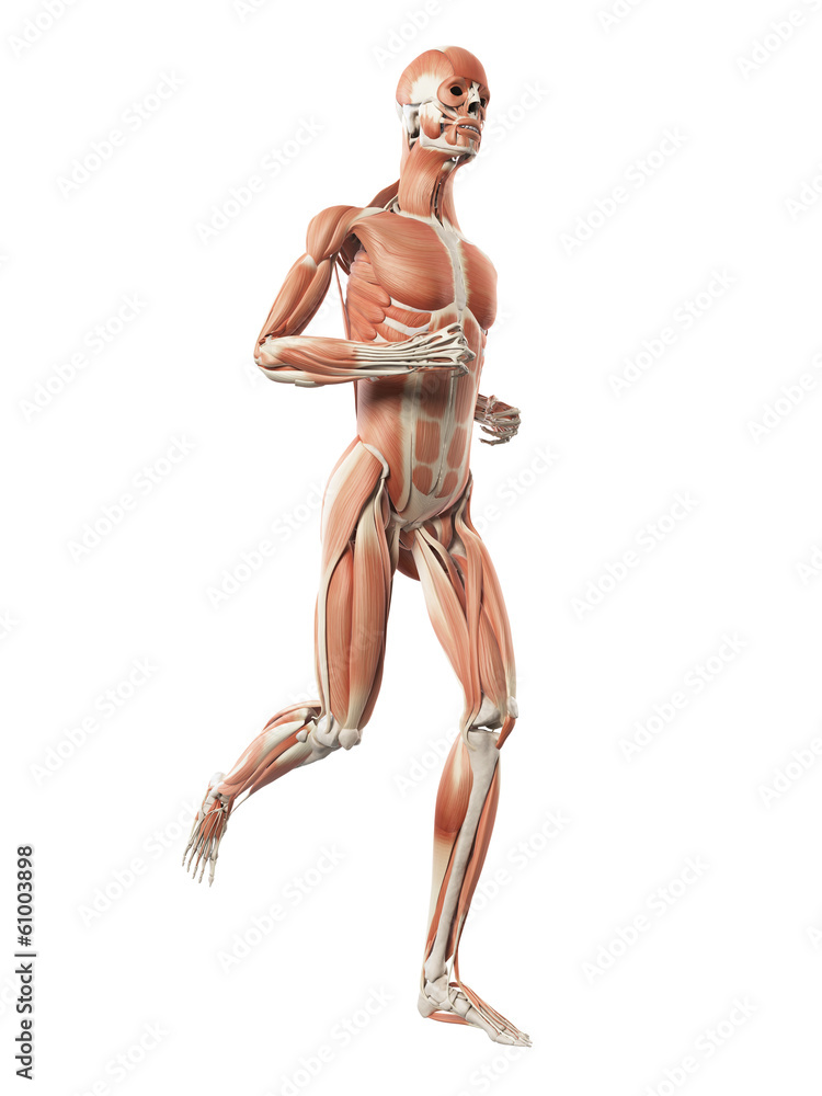 3d rendered illustration - muscle anatomy of a jogger 3d rendered illustration - muscle anatomy of a jogger