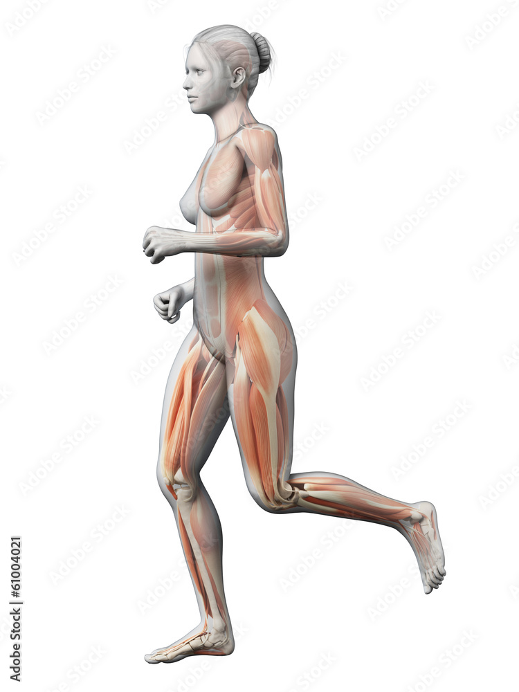 3d rendered illustration - female jogger muscles 3d rendered illustration - female jogger muscles