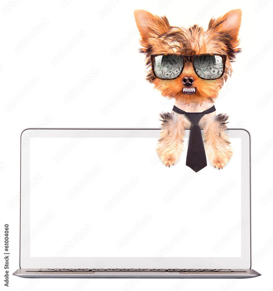 dog using a computer dog using a computer