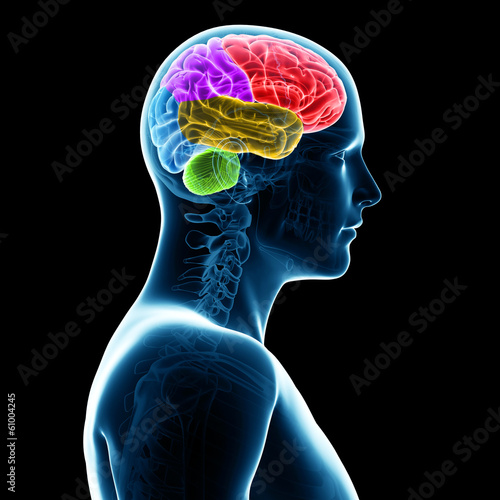 3d rendered illustration -  sections of the human brain photo