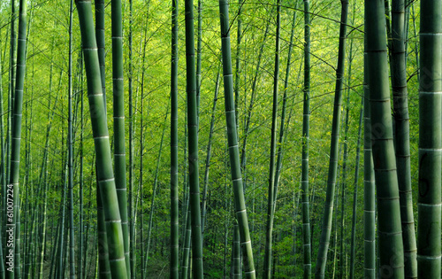 Bamboo Forest #61007224