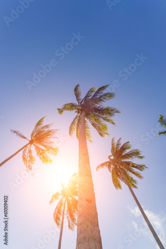 Fototapeta Naklejka Na Ścianę i Meble -  Coconut tree in Thailand