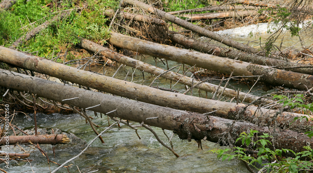 Fototapeta premium uprooted trunks