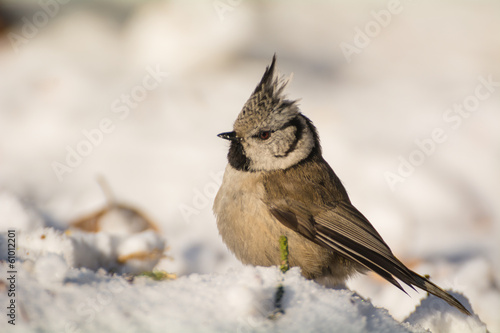 Crested tit