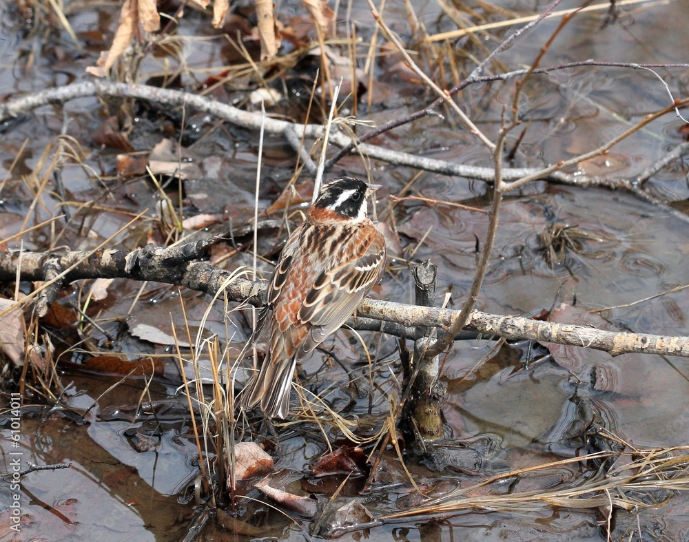 Овсянка-ремез