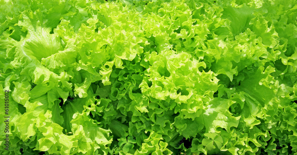 Corrugated leaves of fresh vegetable salad Corrugated leaves of fresh vegetable salad