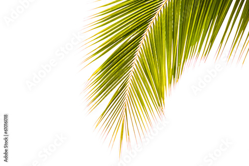 Coconut leaf on white