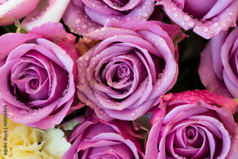 Obraz premium Close up background image of roses