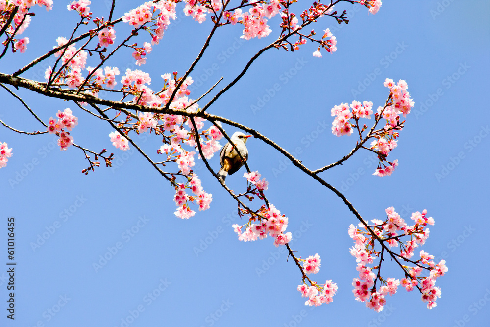Thai sakura in winter season