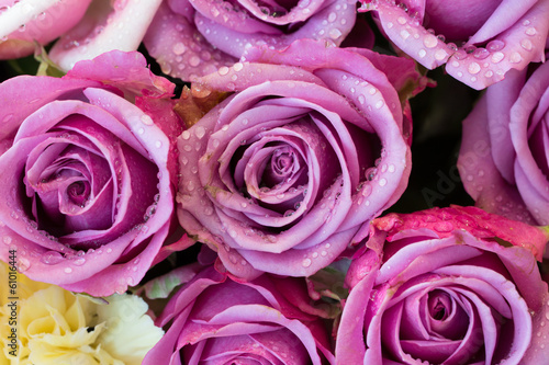 Close up background image of  roses