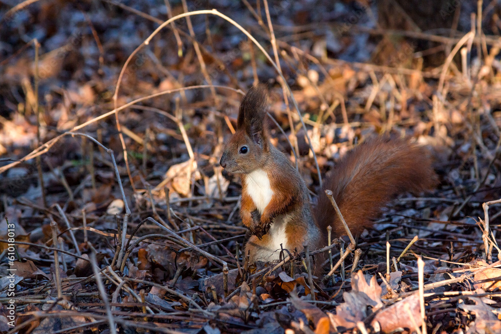 Fototapeta premium Red Squirrel in winter forest (Sciurus vulgaris)