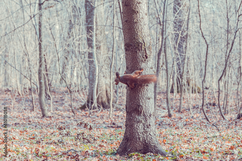 Red Squirrel with walnut on tree (Sciurus vulgaris) Red Squirrel with walnut on tree (Sciurus vulgaris)
