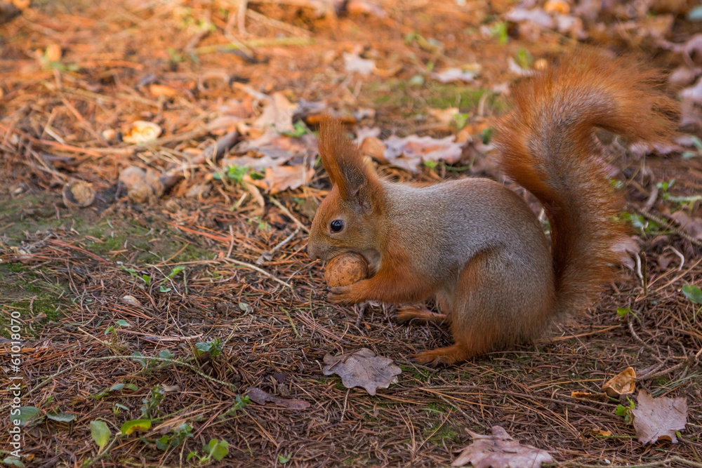 Red Squirrel eating a walnut (Sciurus vulgaris) Red Squirrel eating a walnut (Sciurus vulgaris)