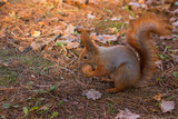 Red Squirrel eating a walnut (Sciurus vulgaris)