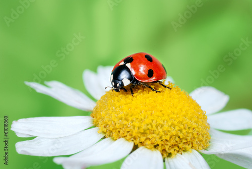 Ladybug on daisy © Evgenia Tiplyashina
