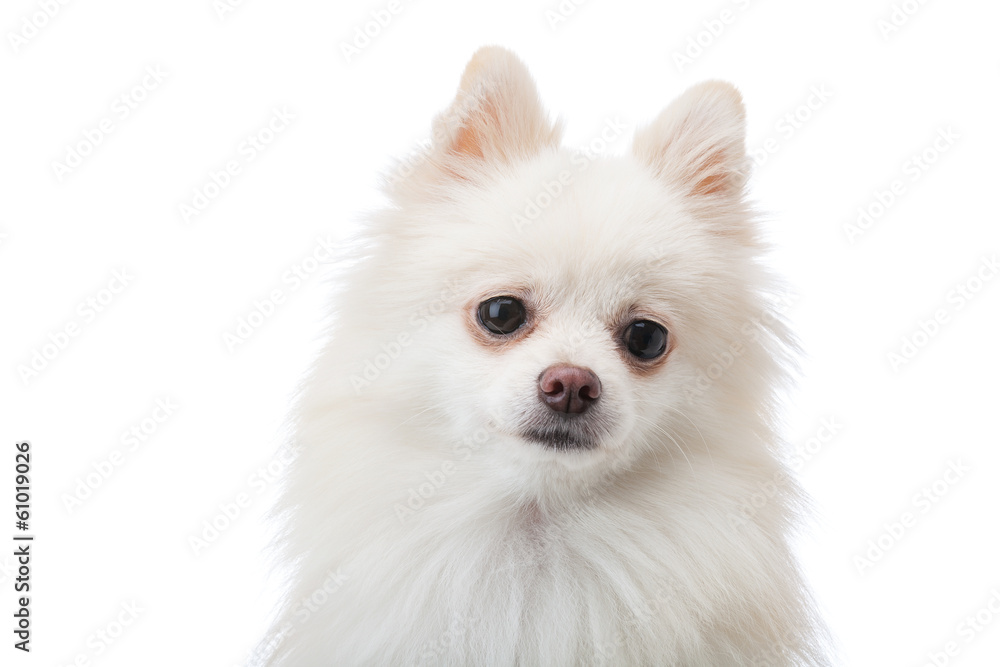 Adorable white Pomeranian puppy