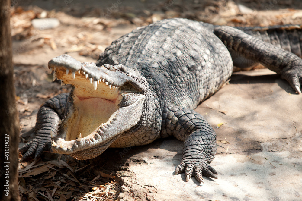Fototapeta premium Closeup eye of a saltwater crocodile