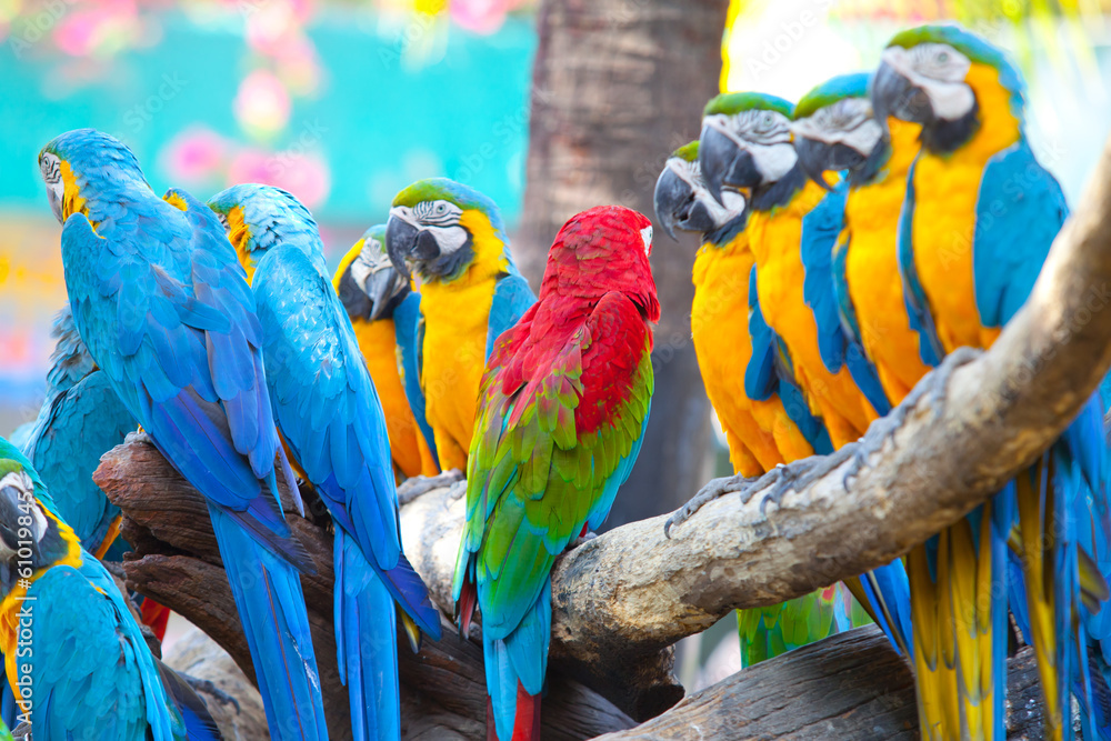 Naklejka premium scarlet macaw