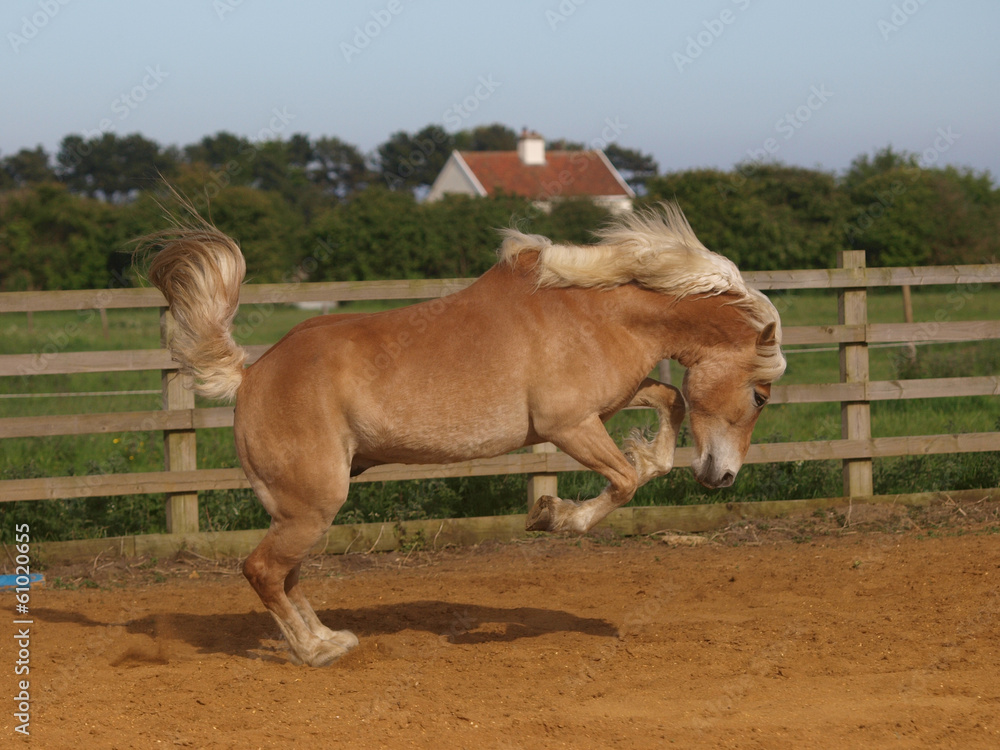 Obraz premium Horse Playing