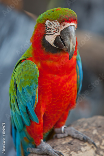 scarlet macaws © jeep5d