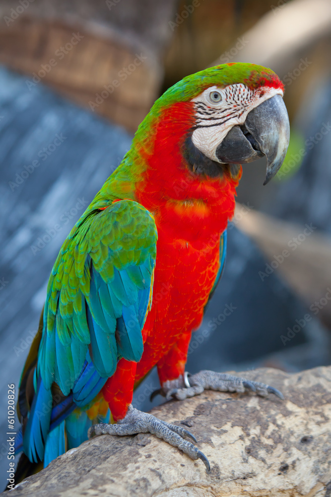 scarlet macaws