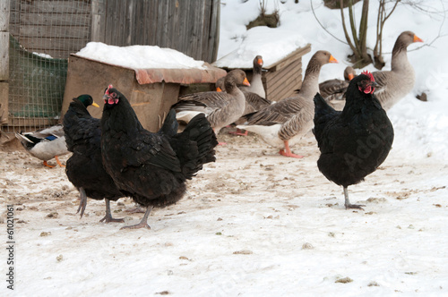 Plakat Poultry.