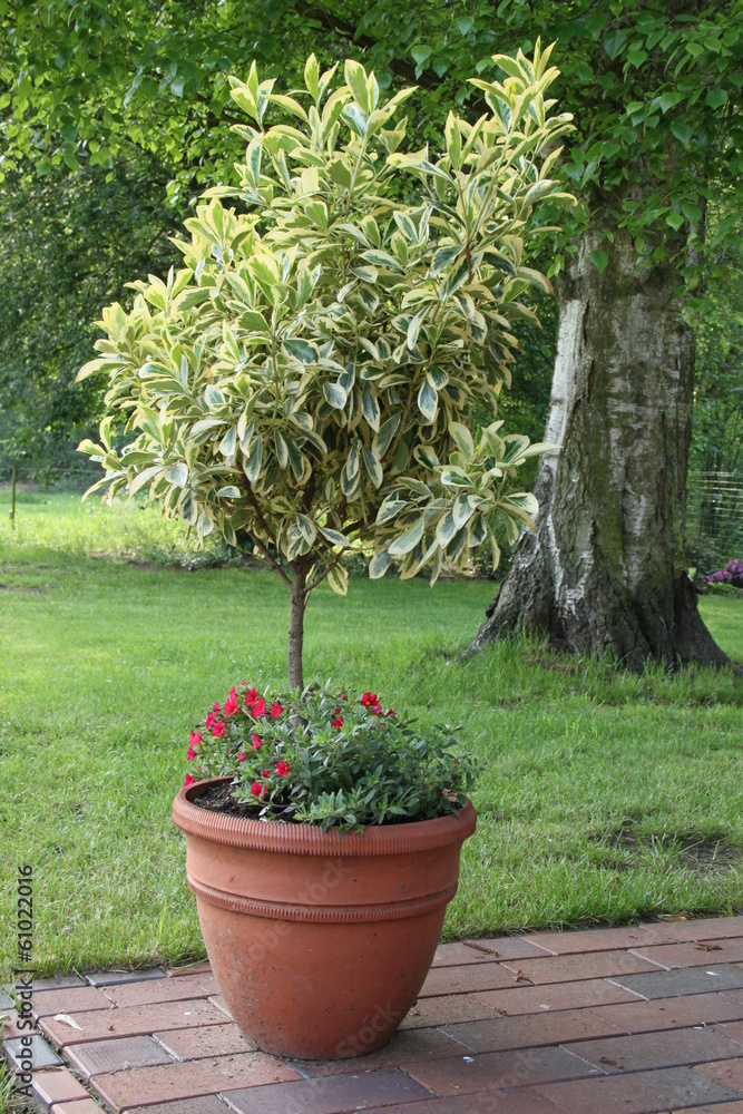 Kleiner Baum im Blumentopf auf Terrasse Stock Photo Adobe Stock