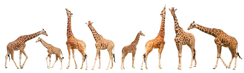 Leinwandbilder Giraffe Giraffe in freier Wildbahn Afrika  © Igor Dmitriev