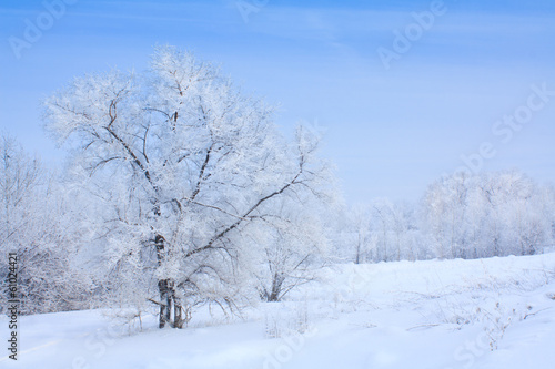 snow covered tree © EVGENY BARKIN