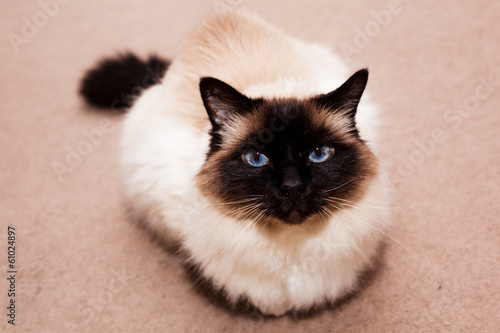 Konstfotografi Birman cat on the carpet at home