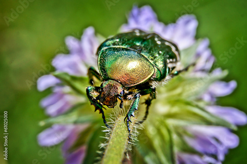 Chafer beetle  on a flower.