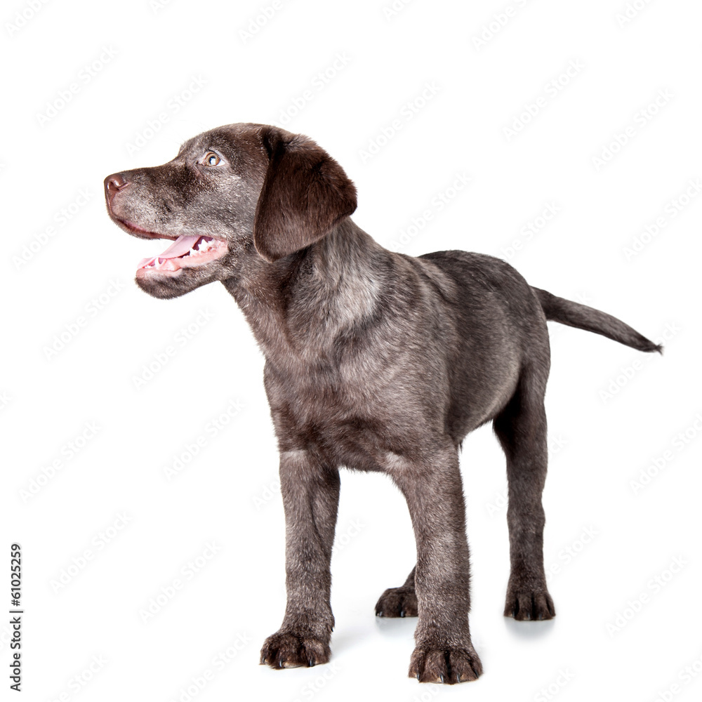 Puppy labrador retriever dog isolated on a white background.