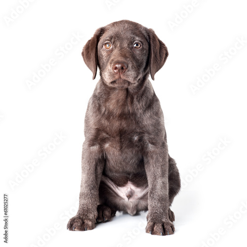 Puppy labrador retriever dog isolated on a white background.