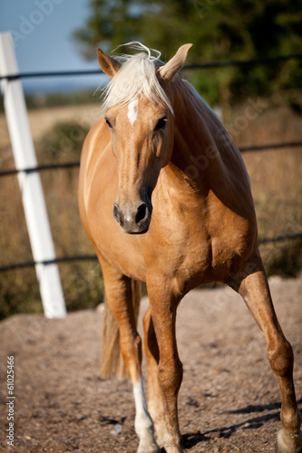 Fototapeta Naklejka Na Ścianę i Meble -  brauner französischer traber pferd portrait im freien
