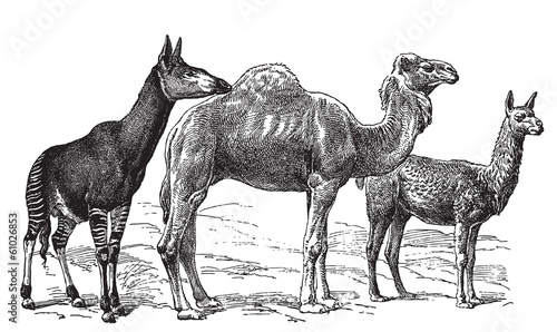 Wild camels