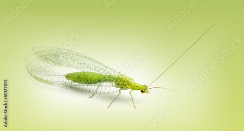 Common green lacewing, Chrysoperla carnea, on a green background