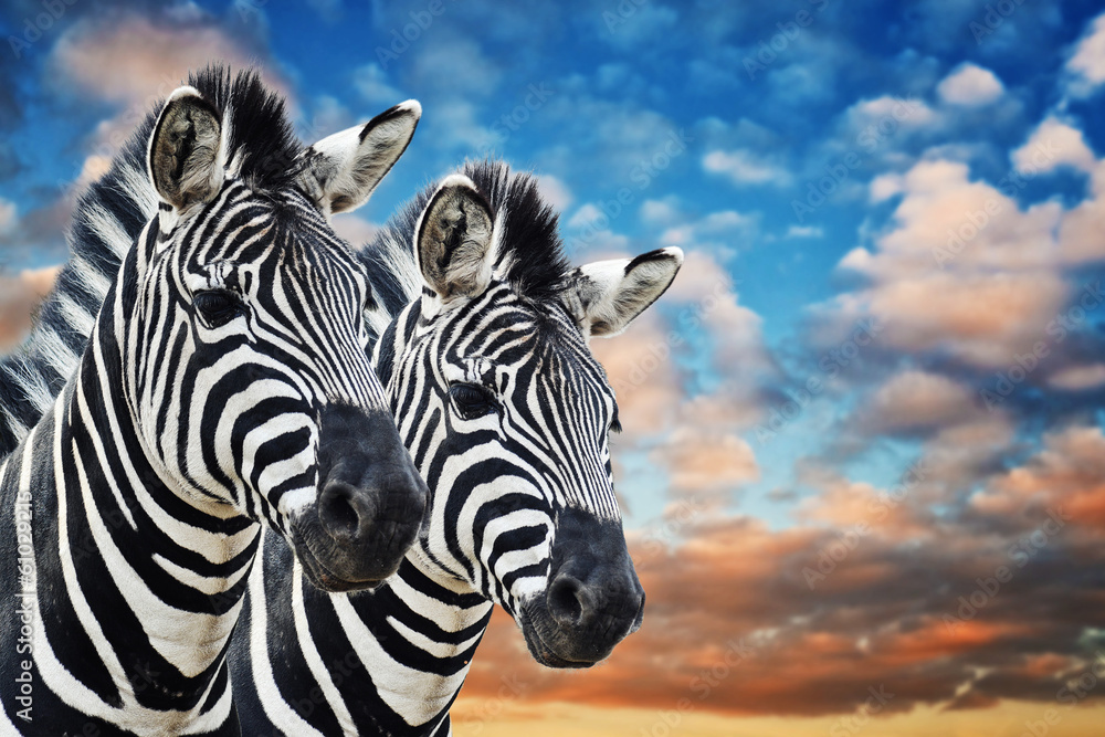 Zebras in the wild - obrazy, fototapety, plakaty 